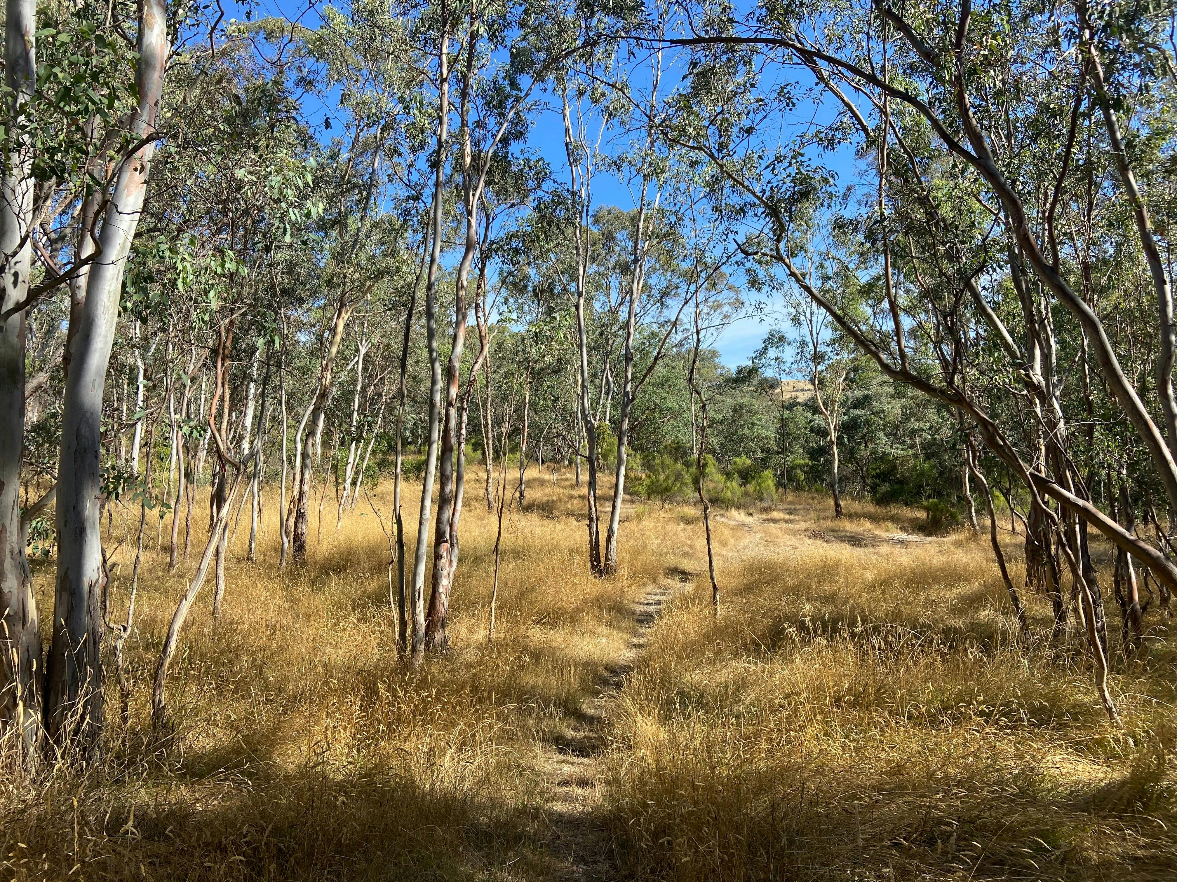 McKenzie Flora Reserve