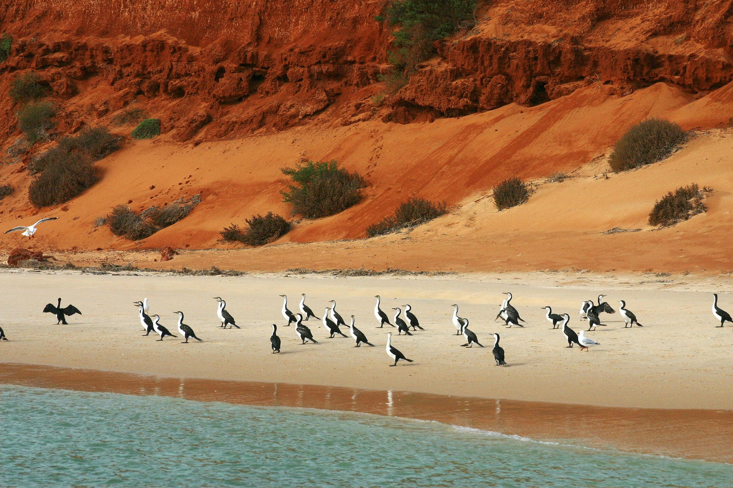 Coral Coast Wildlife, Francois Peron National Park, Western Australia