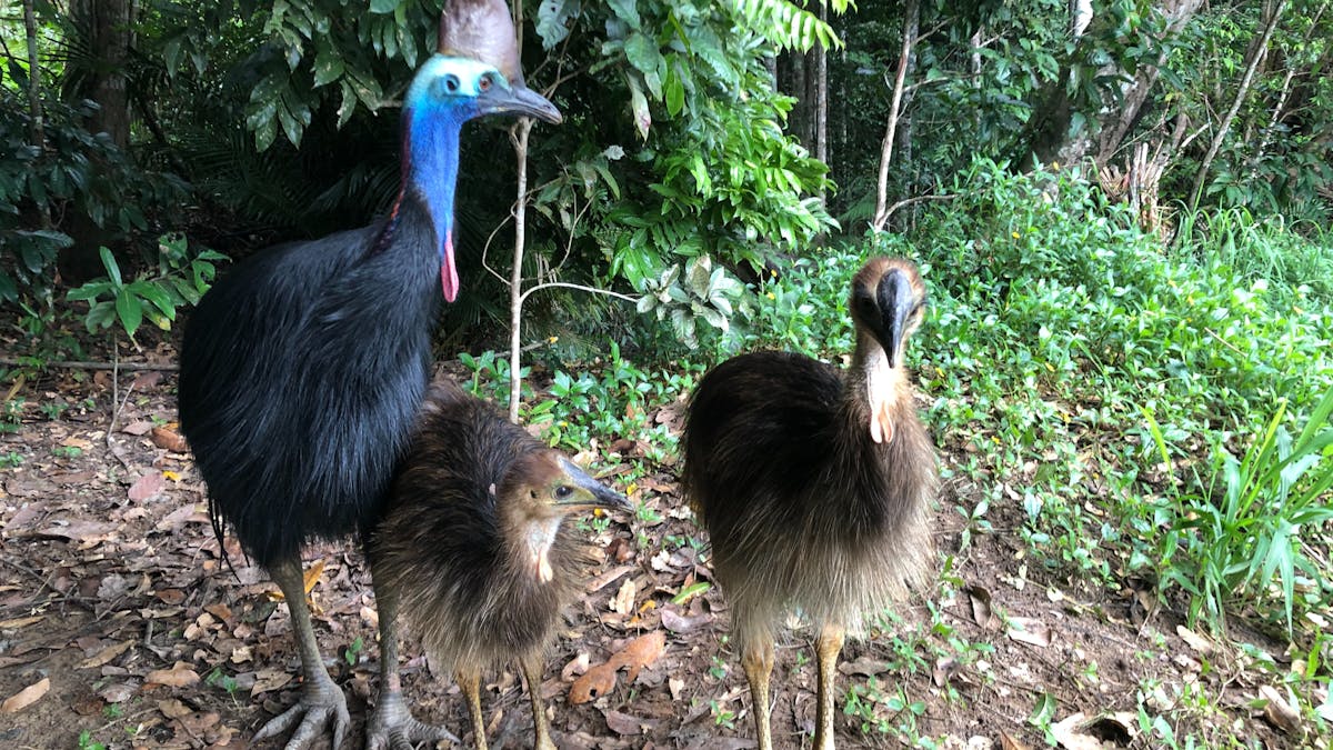 Elvis the cassowary