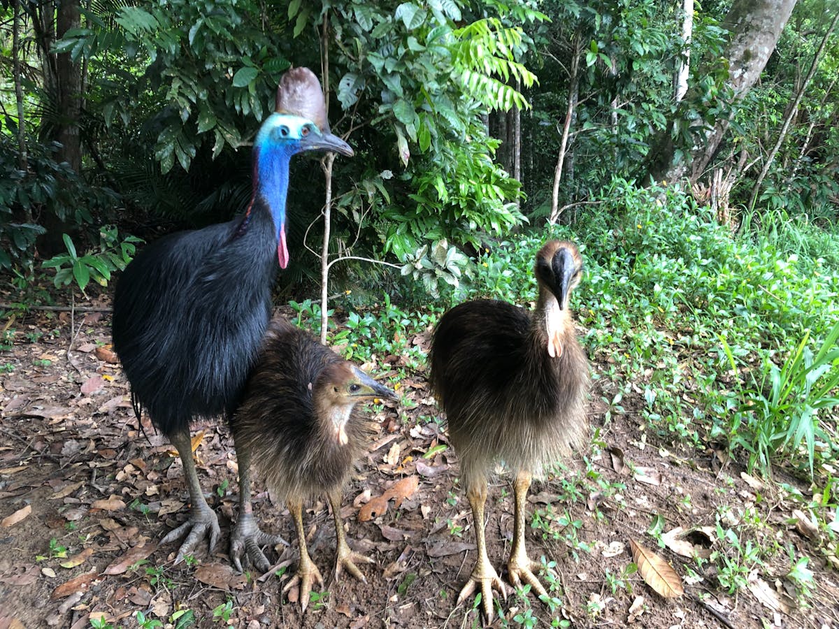 Elvis the cassowary