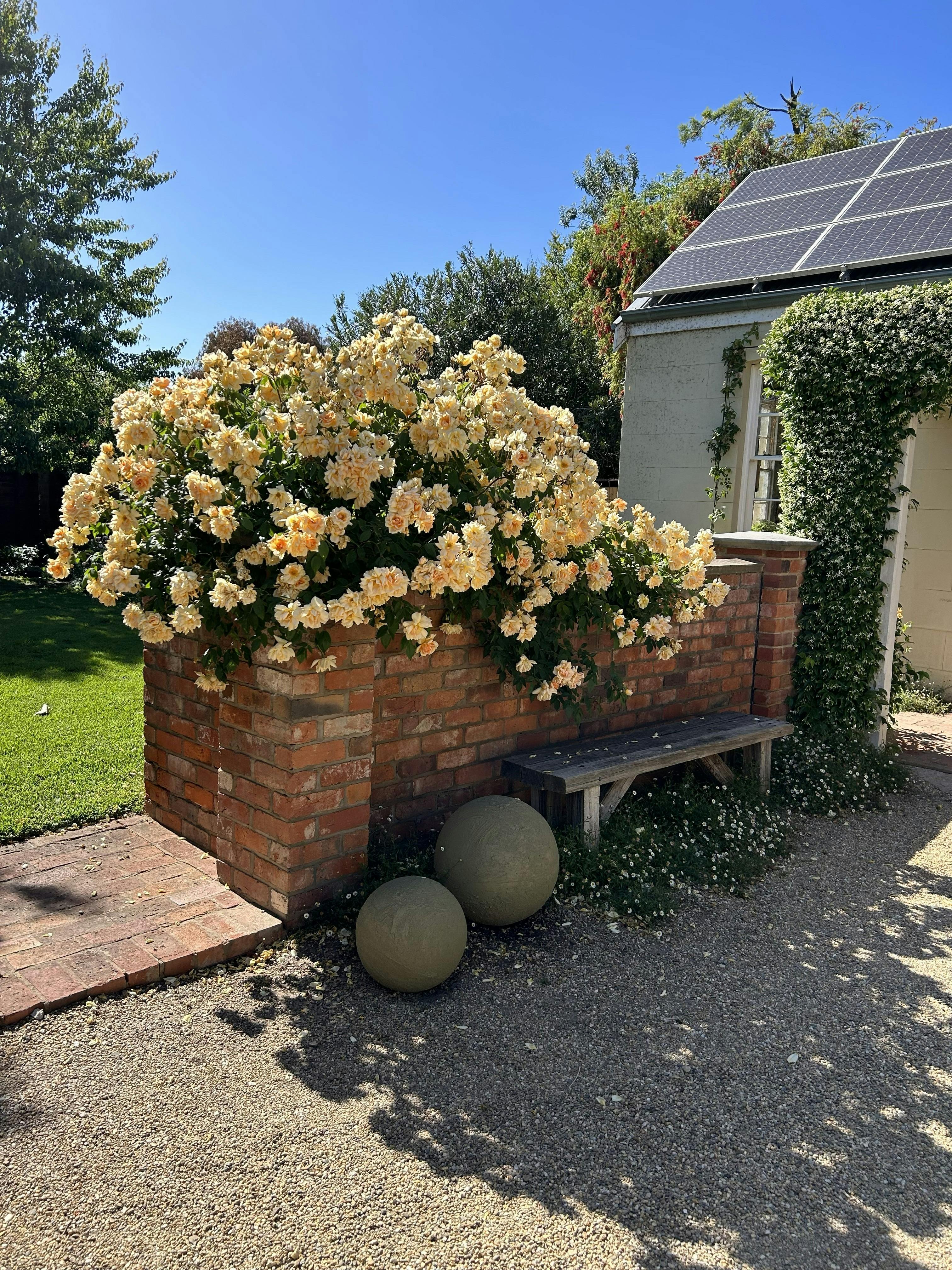 Peach roses over brick wall