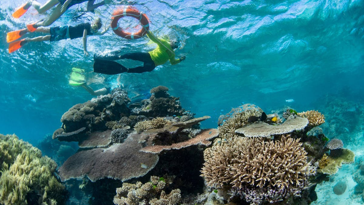 Dreamtime Dive & Snorkel - Great Barrier Reef