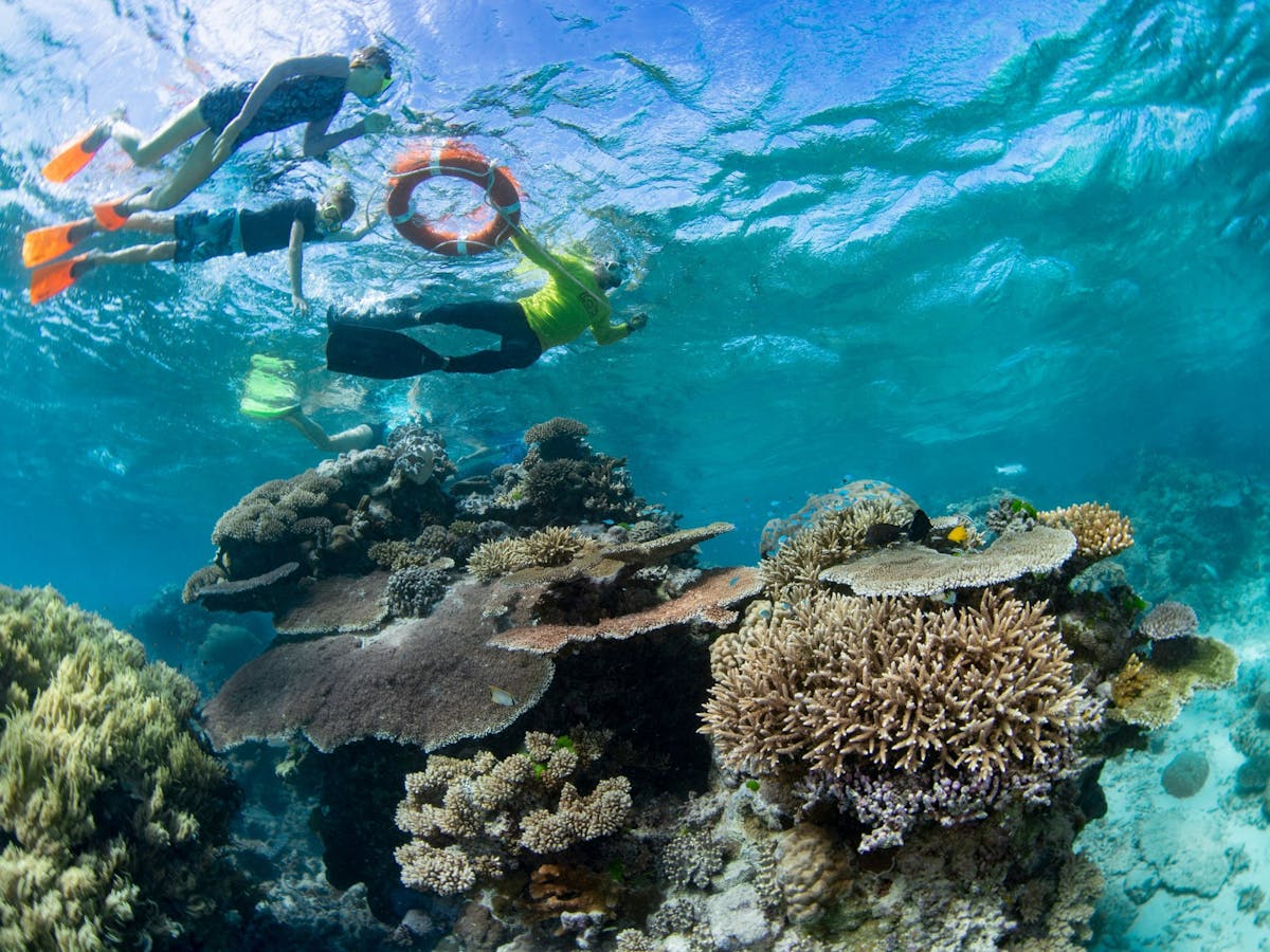 Dreamtime Dive & Snorkel - Great Barrier Reef