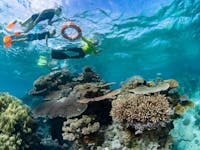 Dreamtime Dive & Snorkel - Great Barrier Reef