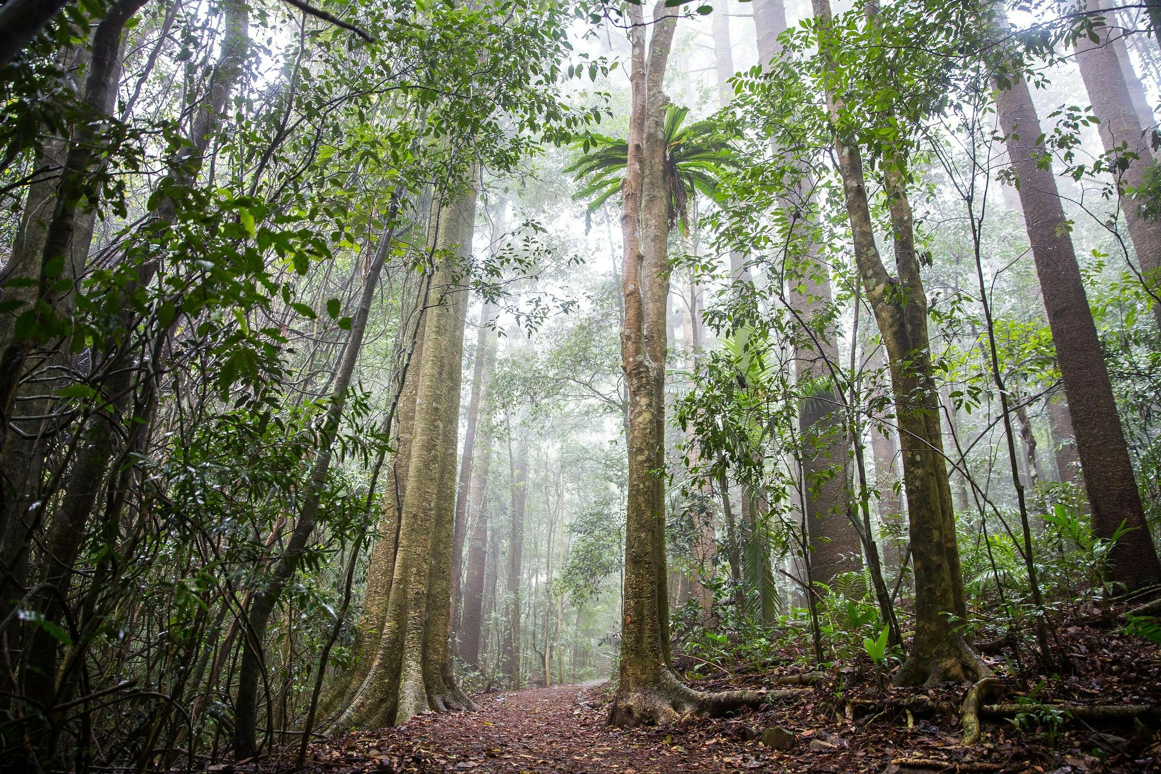 Maiala Day Use Area, Mount Glorious