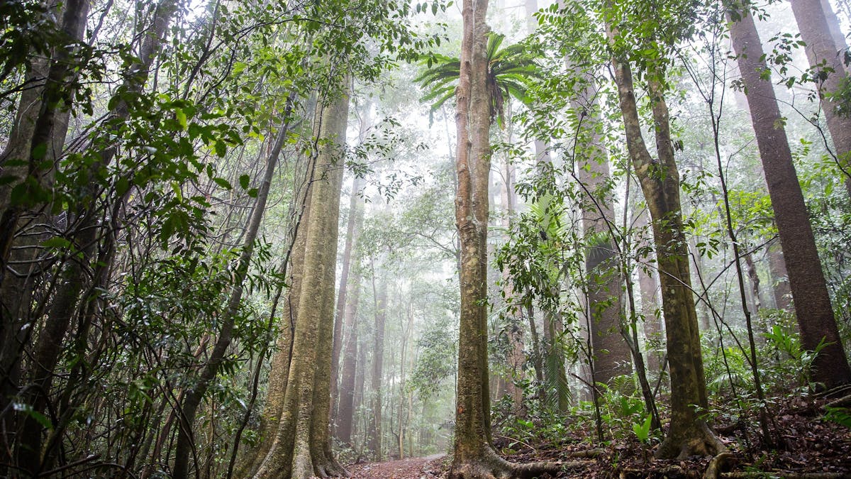 Tall trees and fog fill Maiala Rainforest in D'Aguilar National park