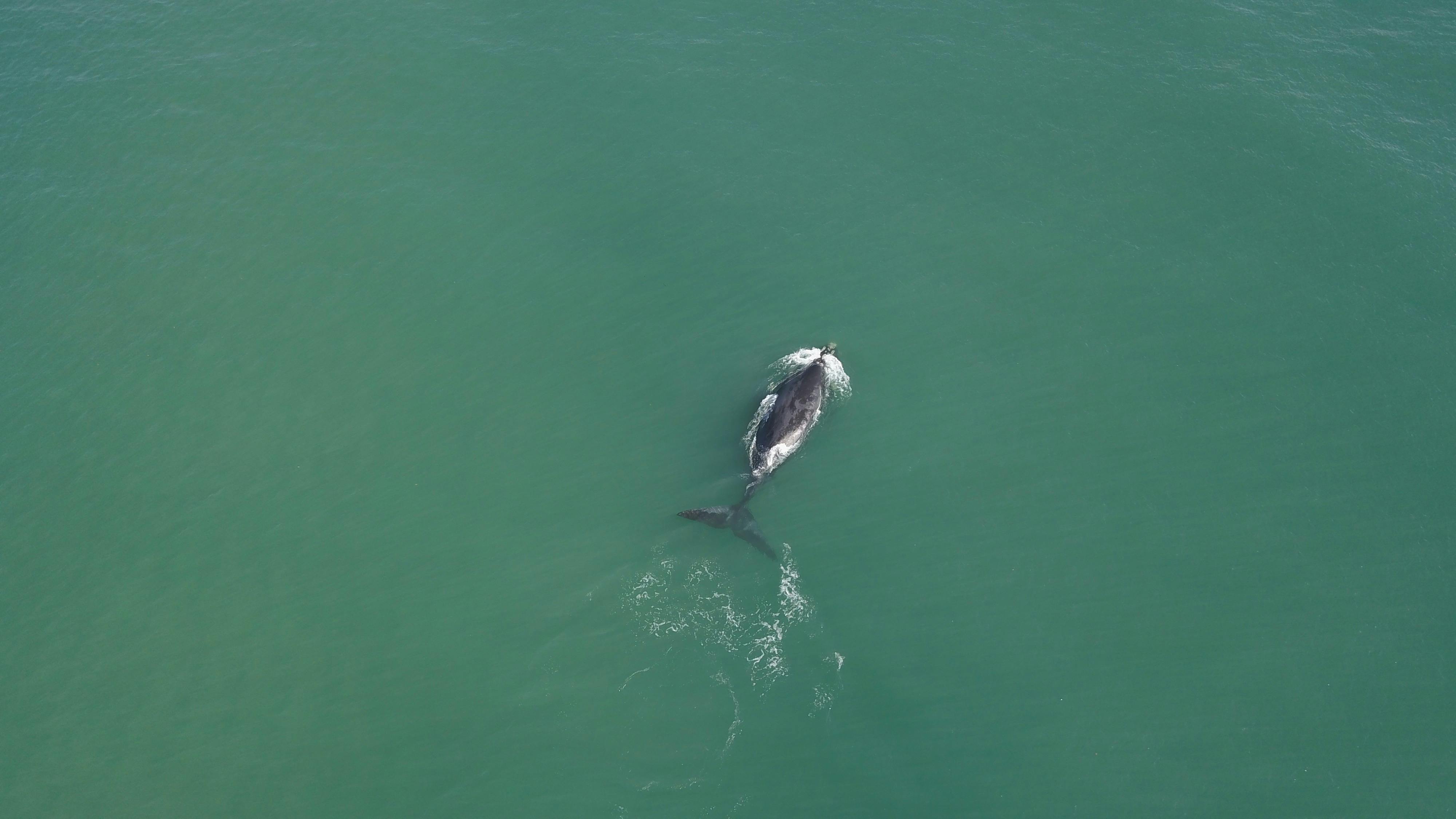 Whale season is spectacular