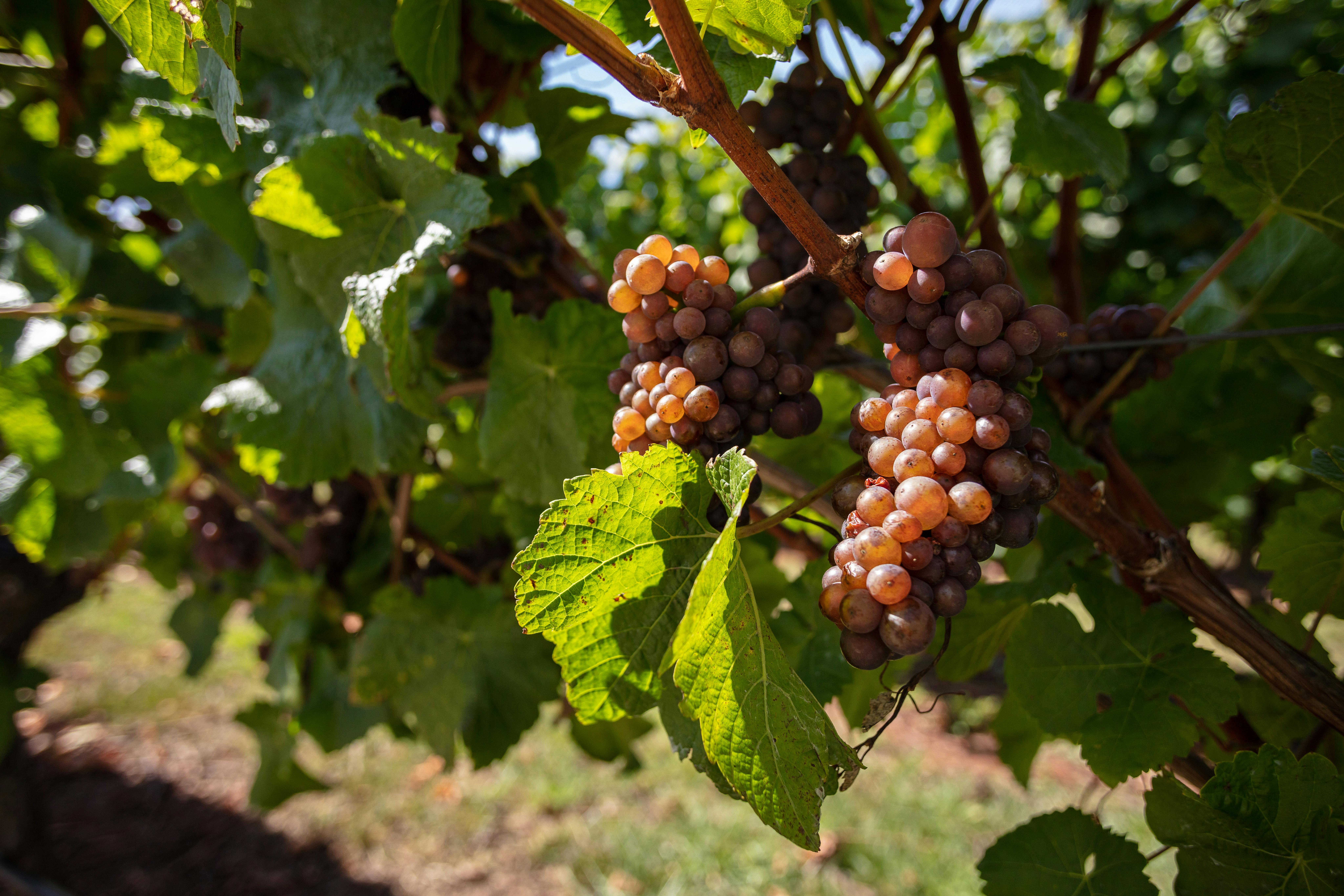 The grapes as they grow on the vine, on this tour we will get to see this firsthand.