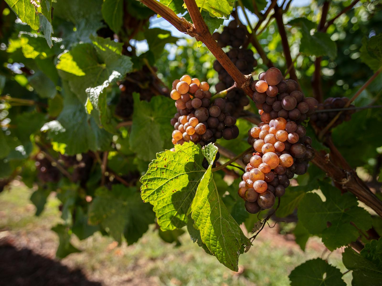 The grapes as they grow on the vine, on this tour we will get to see this firsthand.