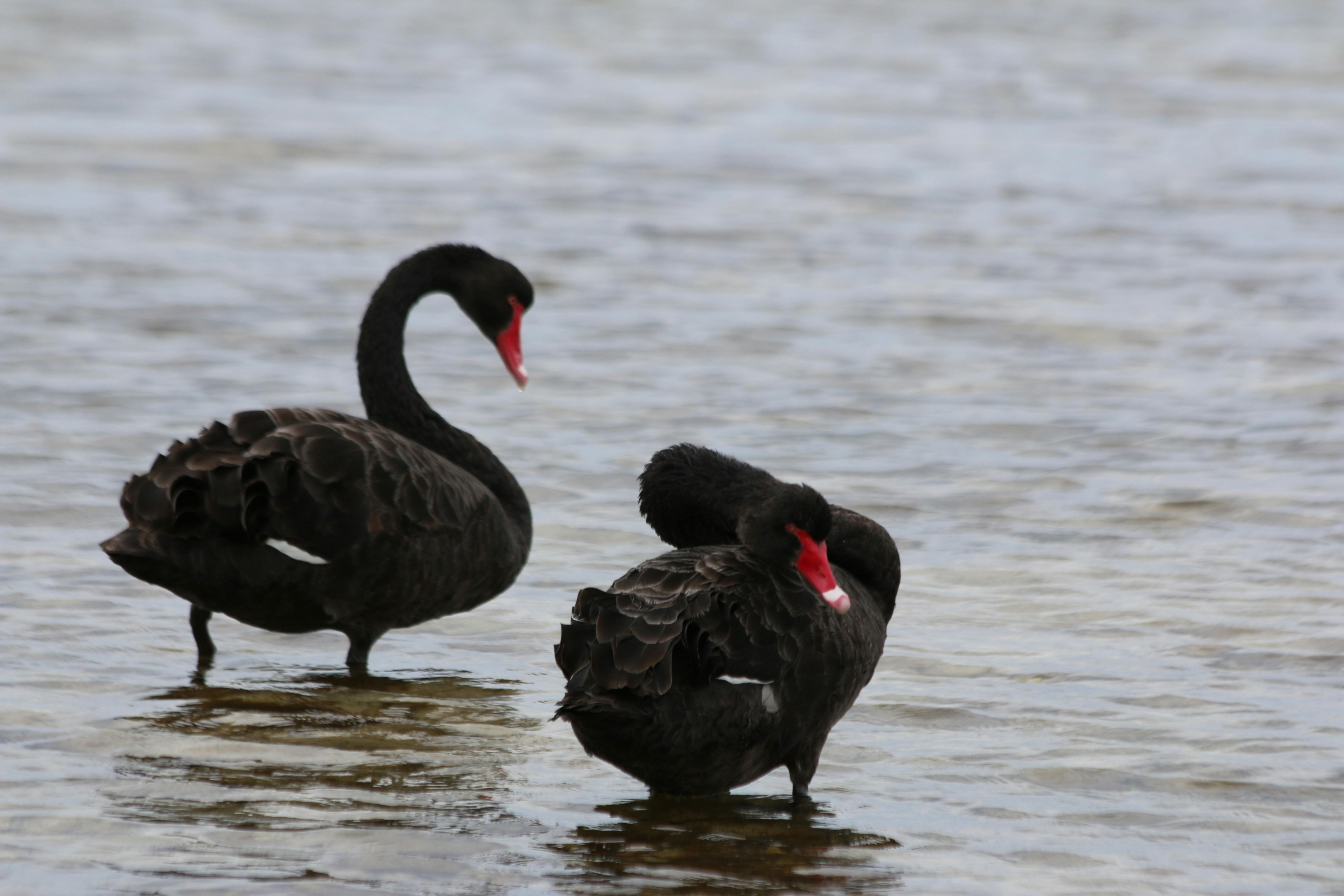 Black swans enjoy the sheltered waters of American River