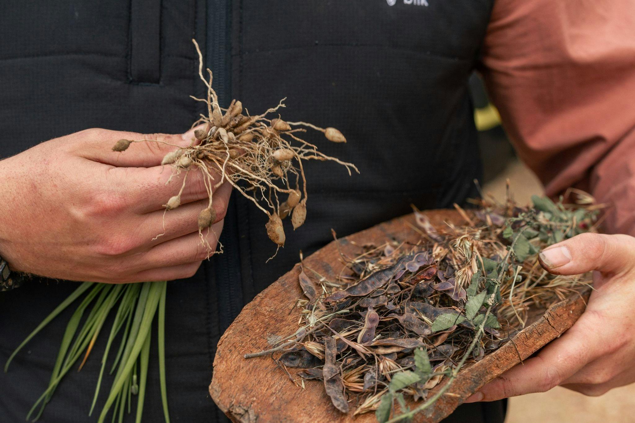 display of bush foods