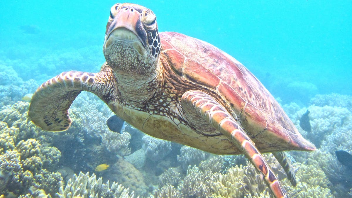 Turtle at Low Isles Turtle at Low Isles