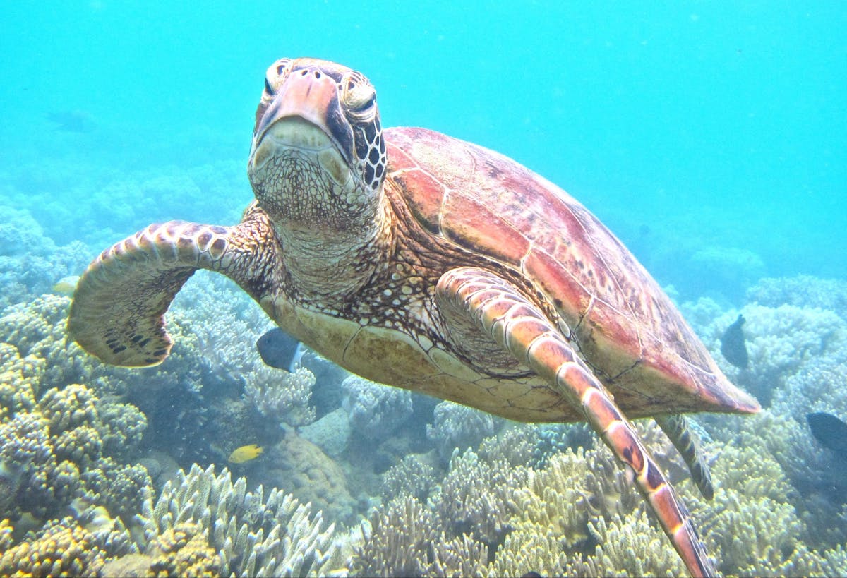 Turtle at Low Isles