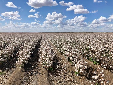 Cotton Cotton