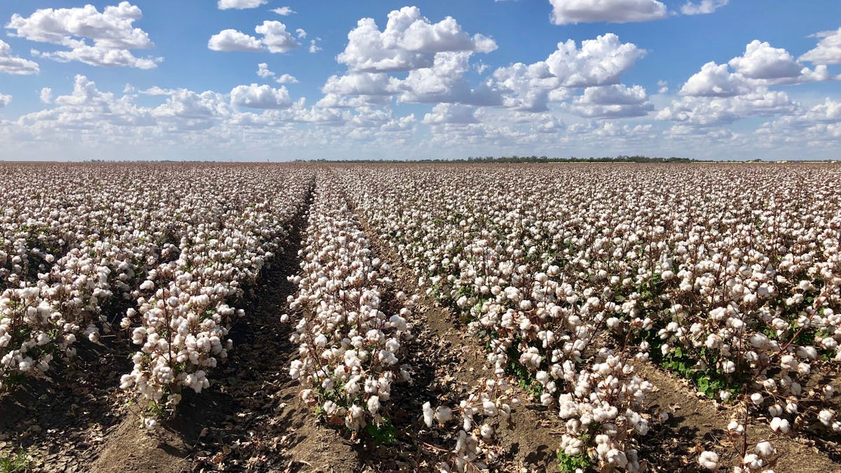 Cotton