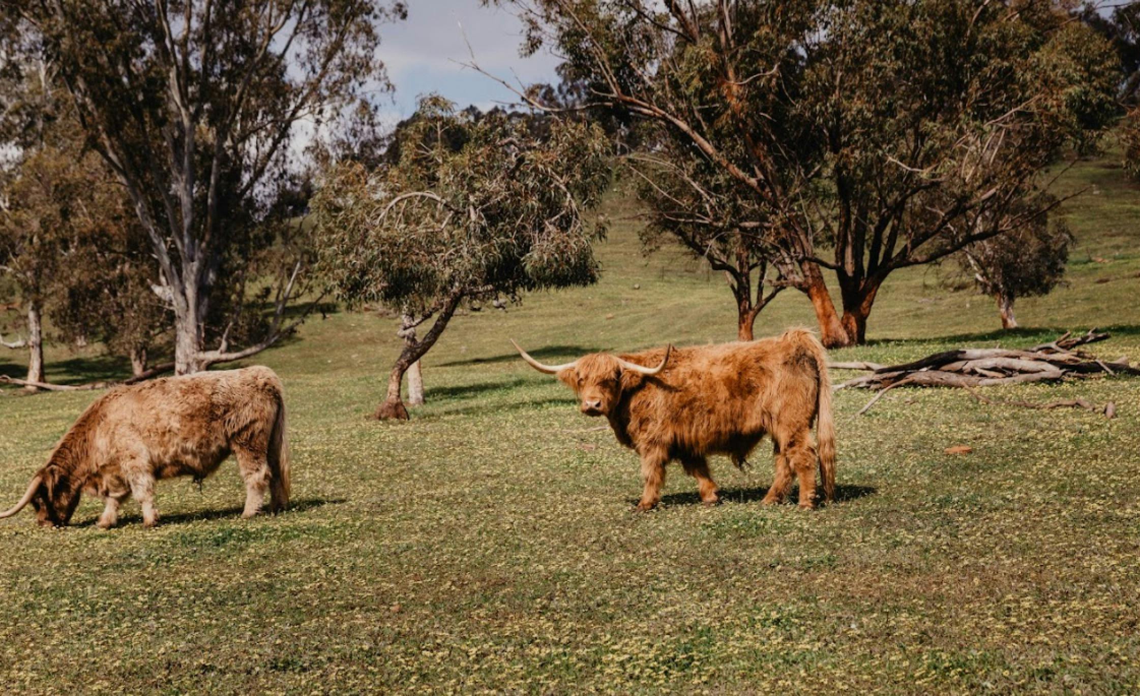 Farm Animals on Farmgate Experience