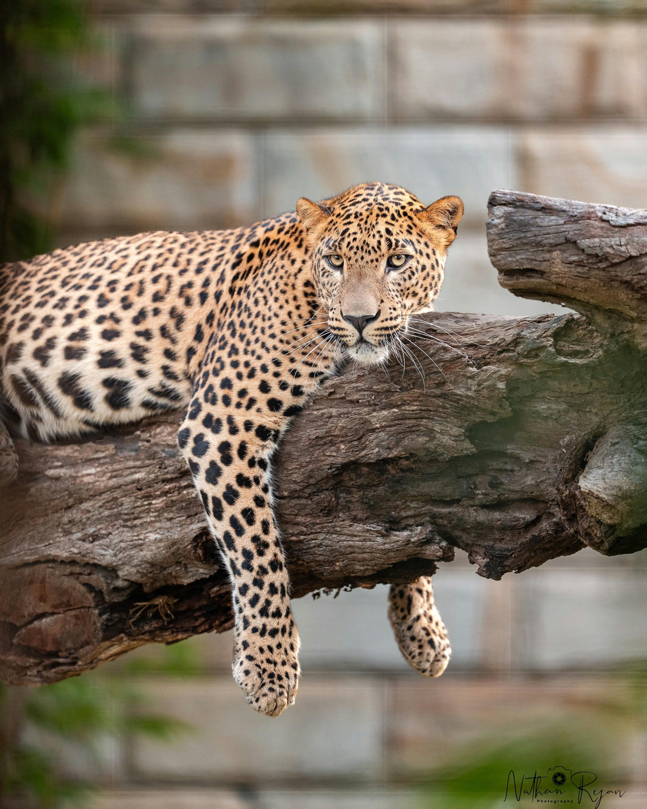 ヒョウのフェニックスに会いましょう
