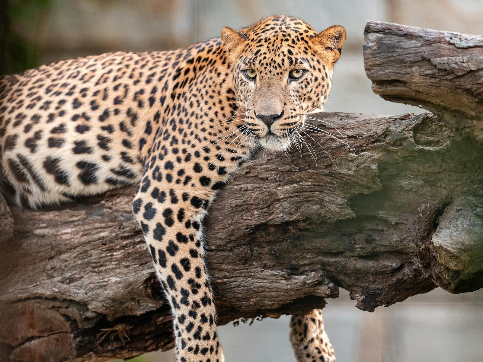 Meet Phoenix, the leopard