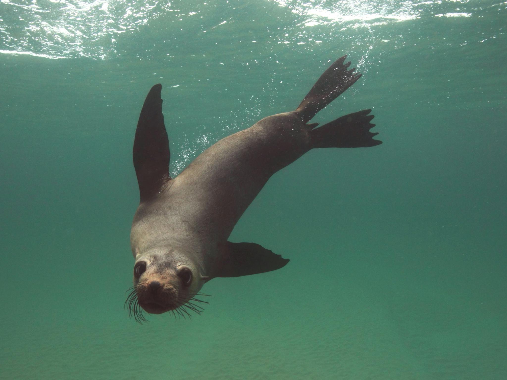 One of Port Phillip Bay's inquisitive young Australian fur seal taking a closer look