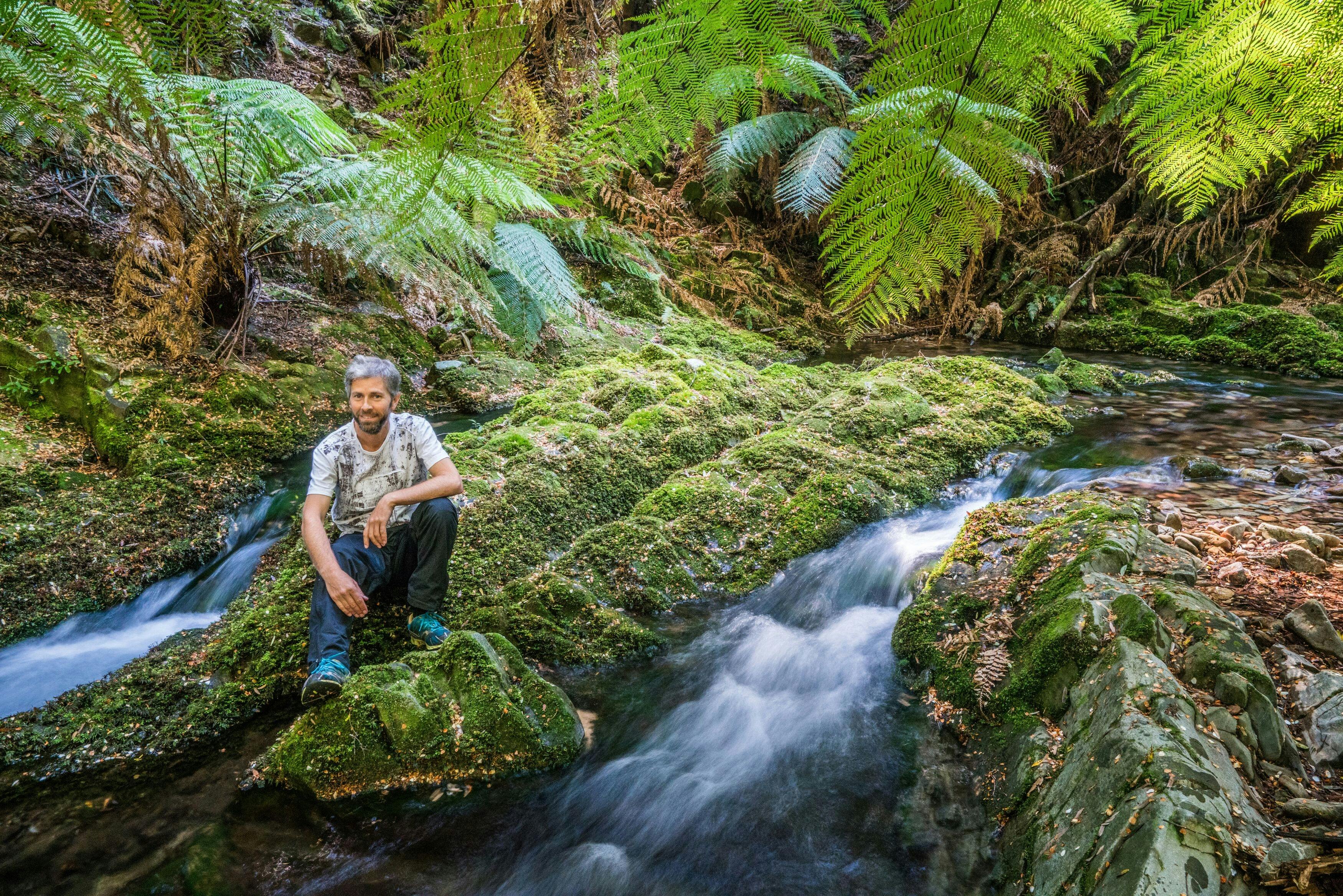 Temperate rainforest on NSW south coast
