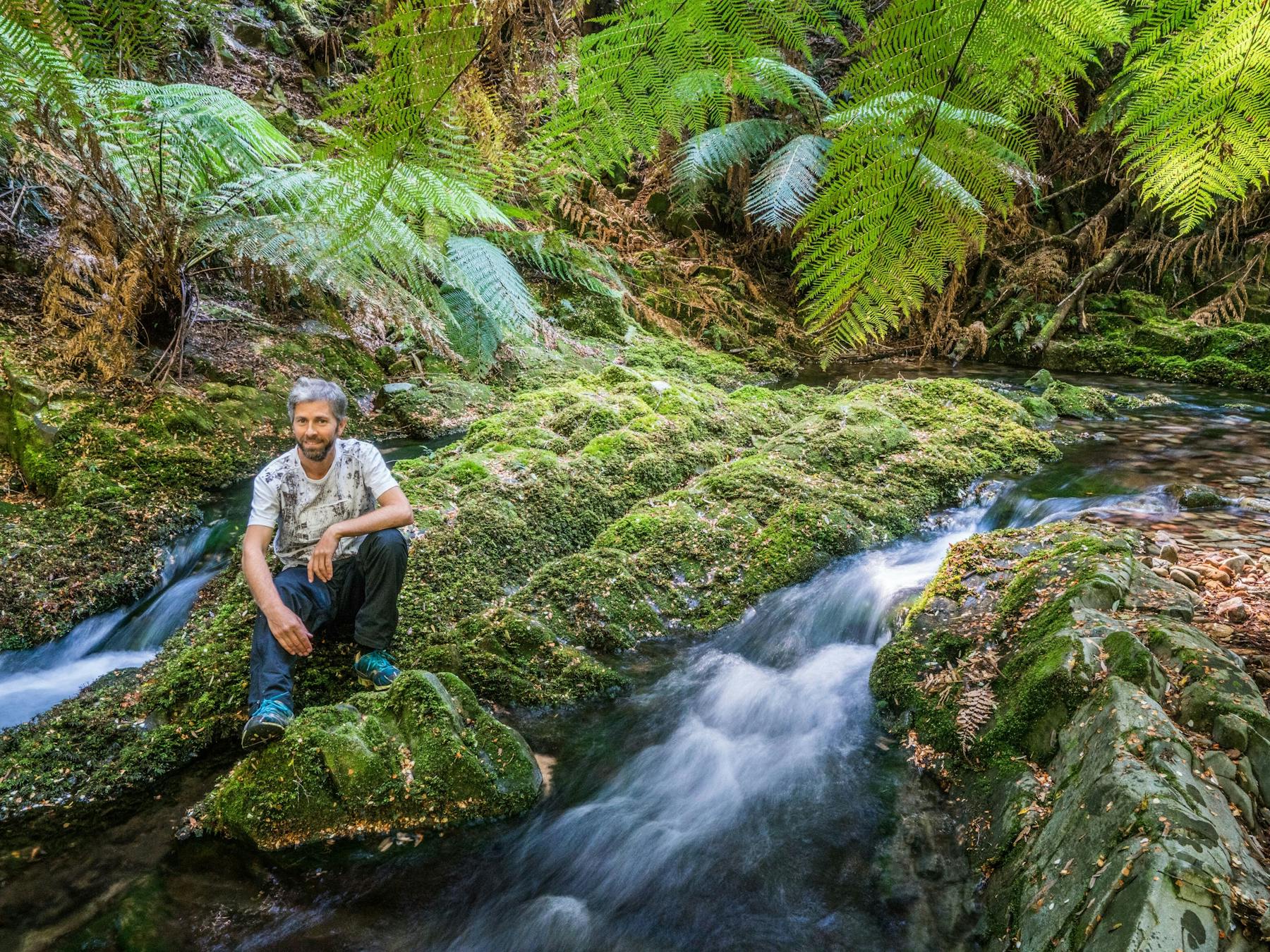 Temperate rainforest on NSW south coast