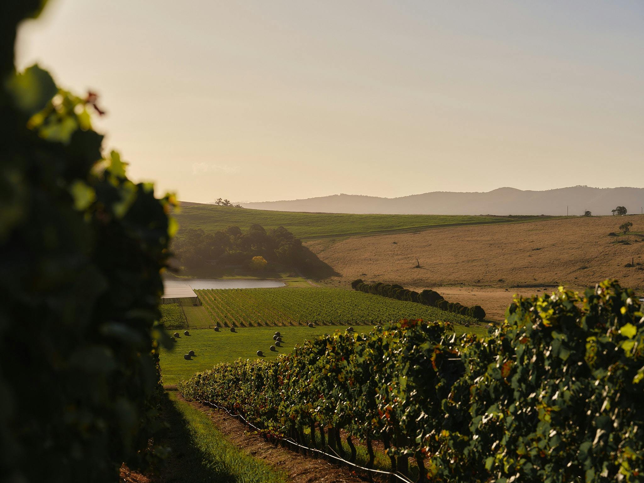 New Year's Eve at Re'em Yarra Valley