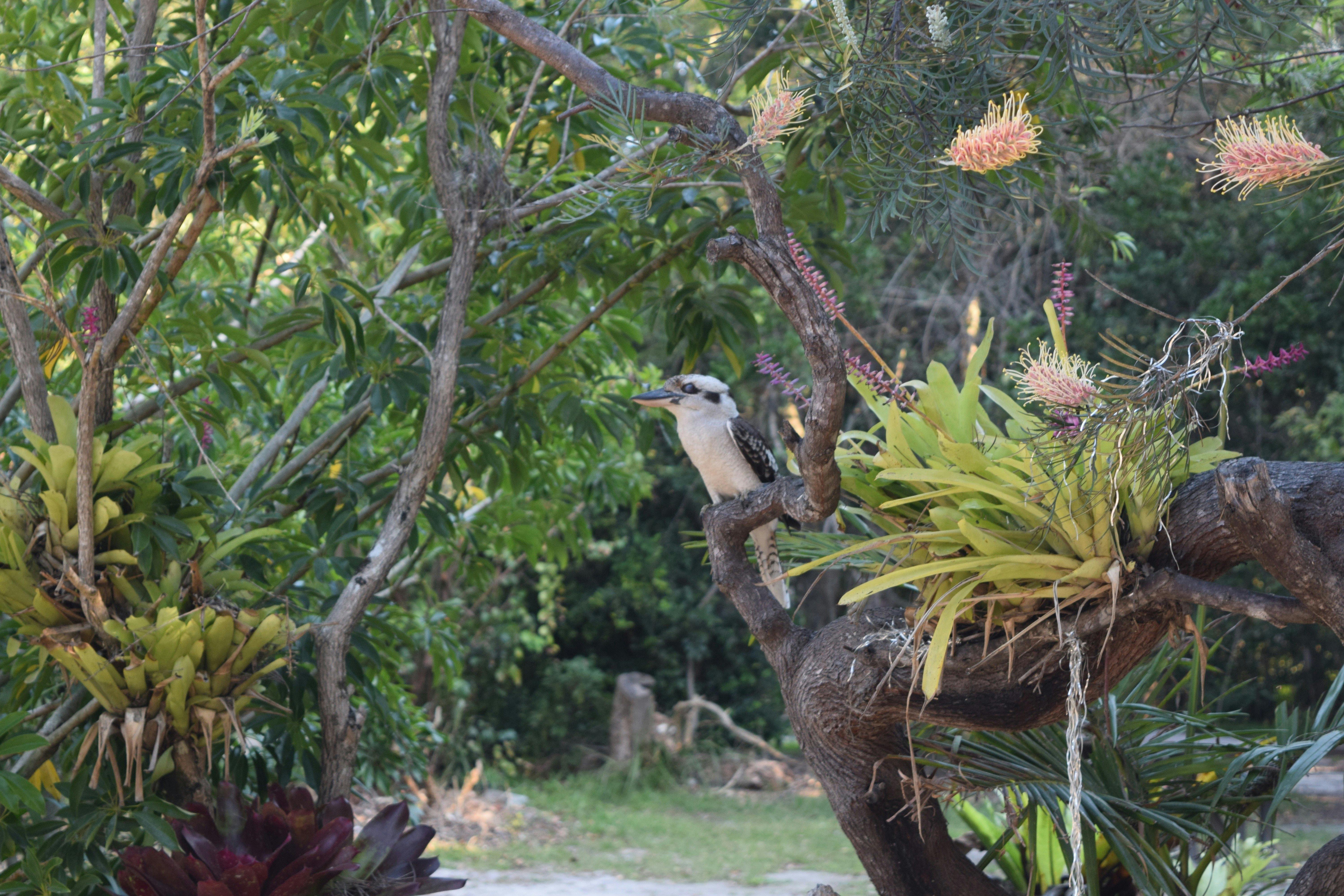 Kookaburra in front of gardens