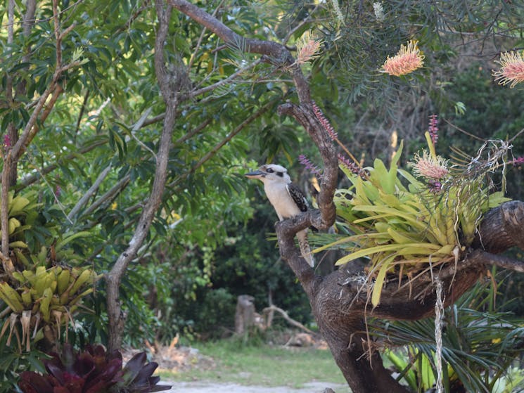 Kookaburra in front of gardens