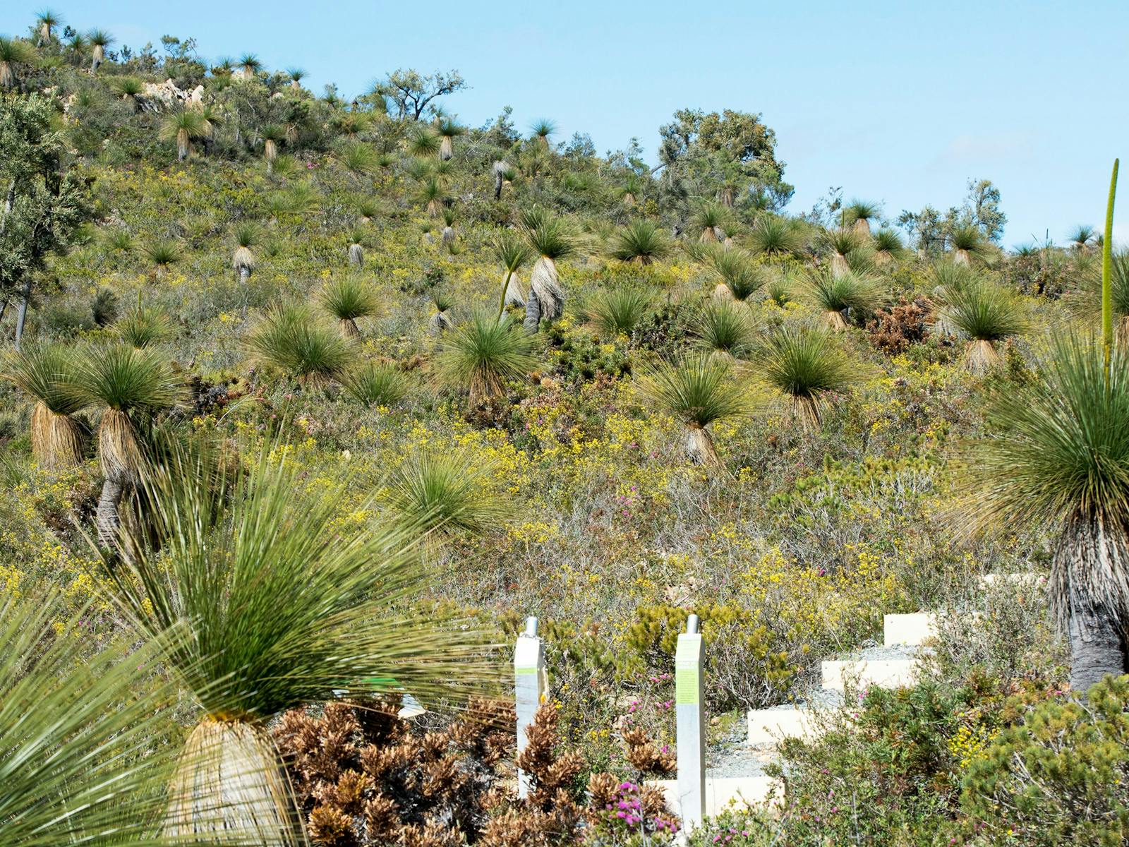 Wildflowers blooming in the Perth Hills.