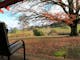 Cottage Camellia with views of rolling hills from the undercover decking.