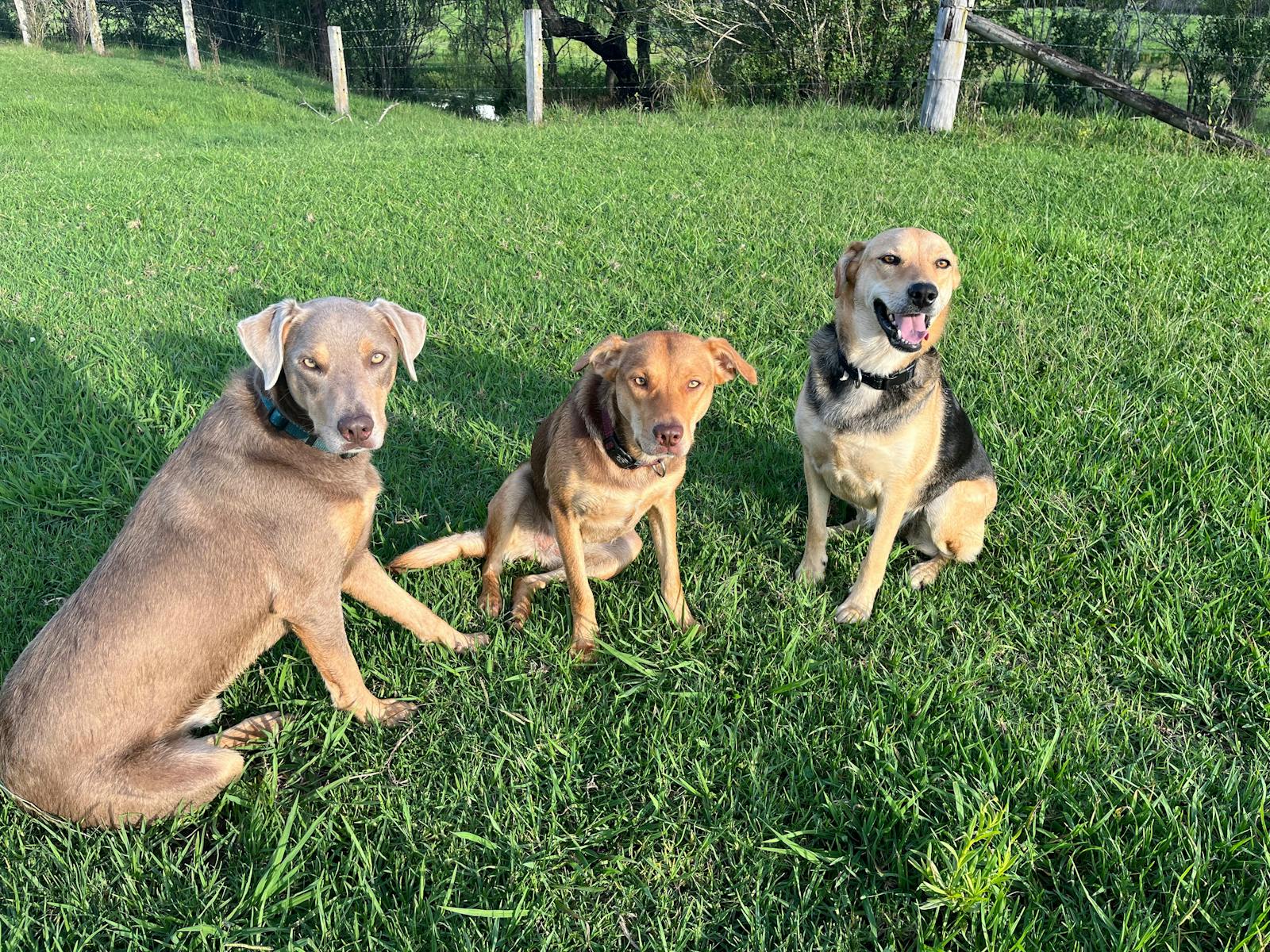 We are pet friendly