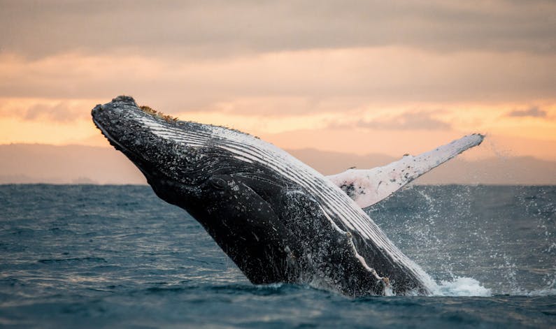 Image of the event 'Whale Watching Cruises'