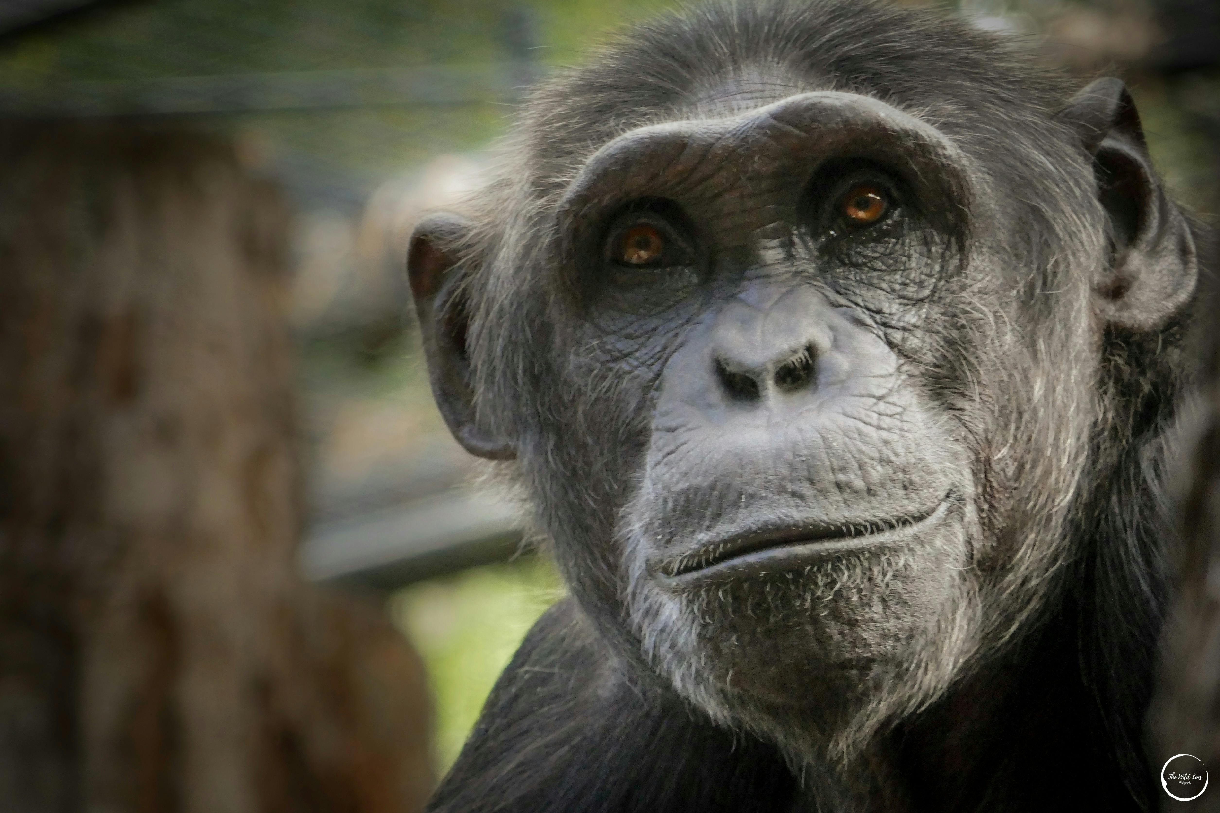 Close up of a chimpanzee's face
