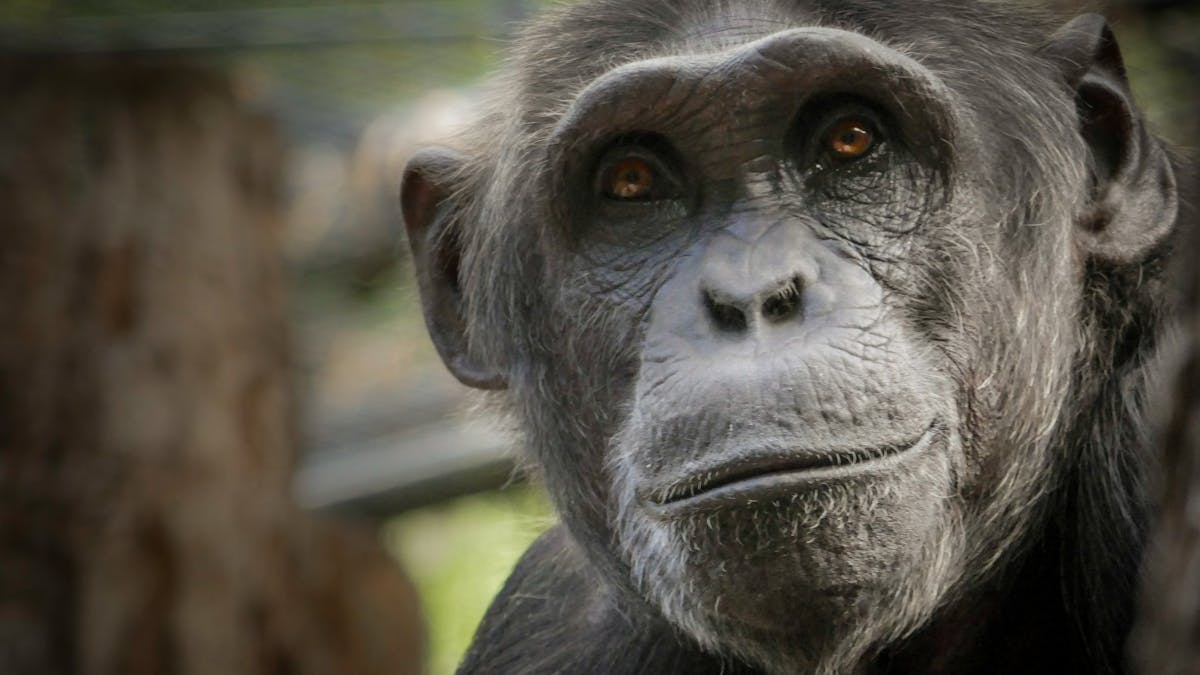 Close up of a chimpanzee's face
