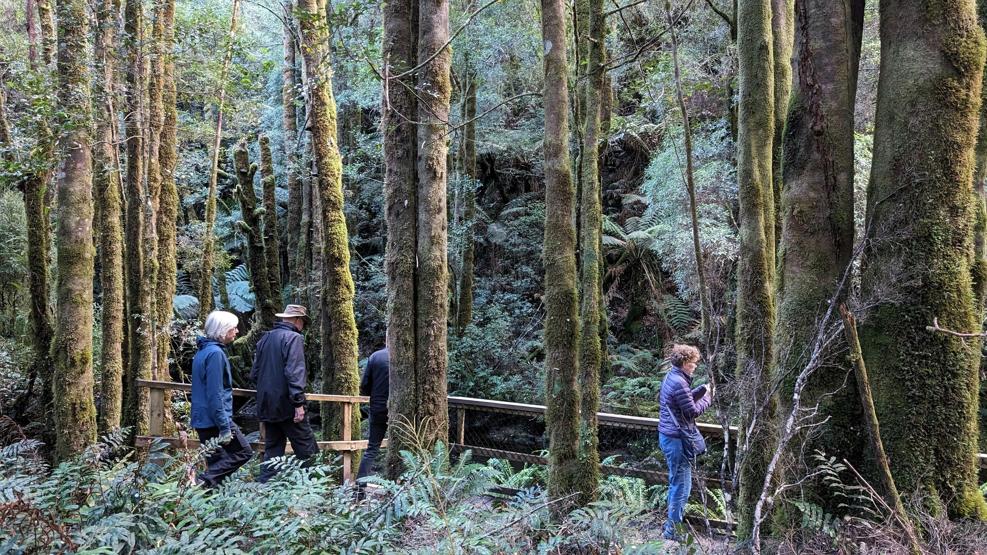 Rainforest on the West Coast