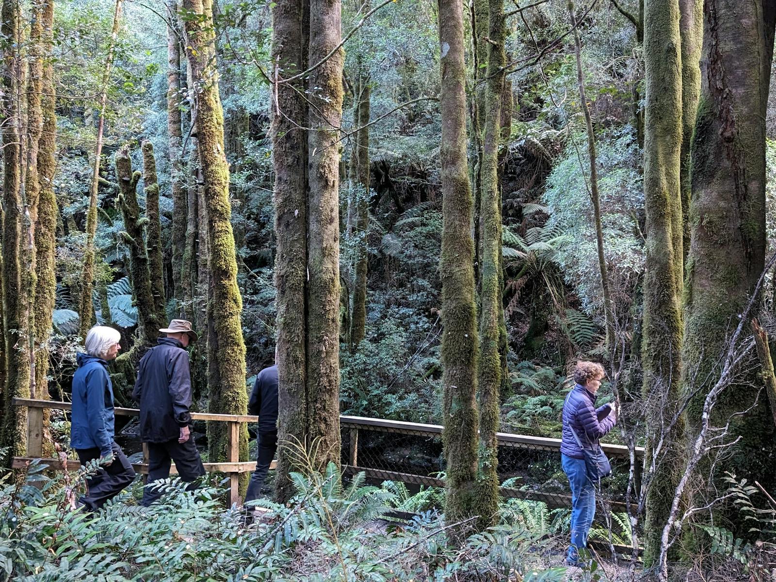 Rainforest on the West Coast