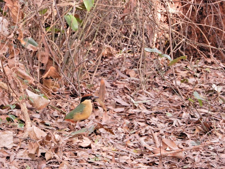 Noisy pitta