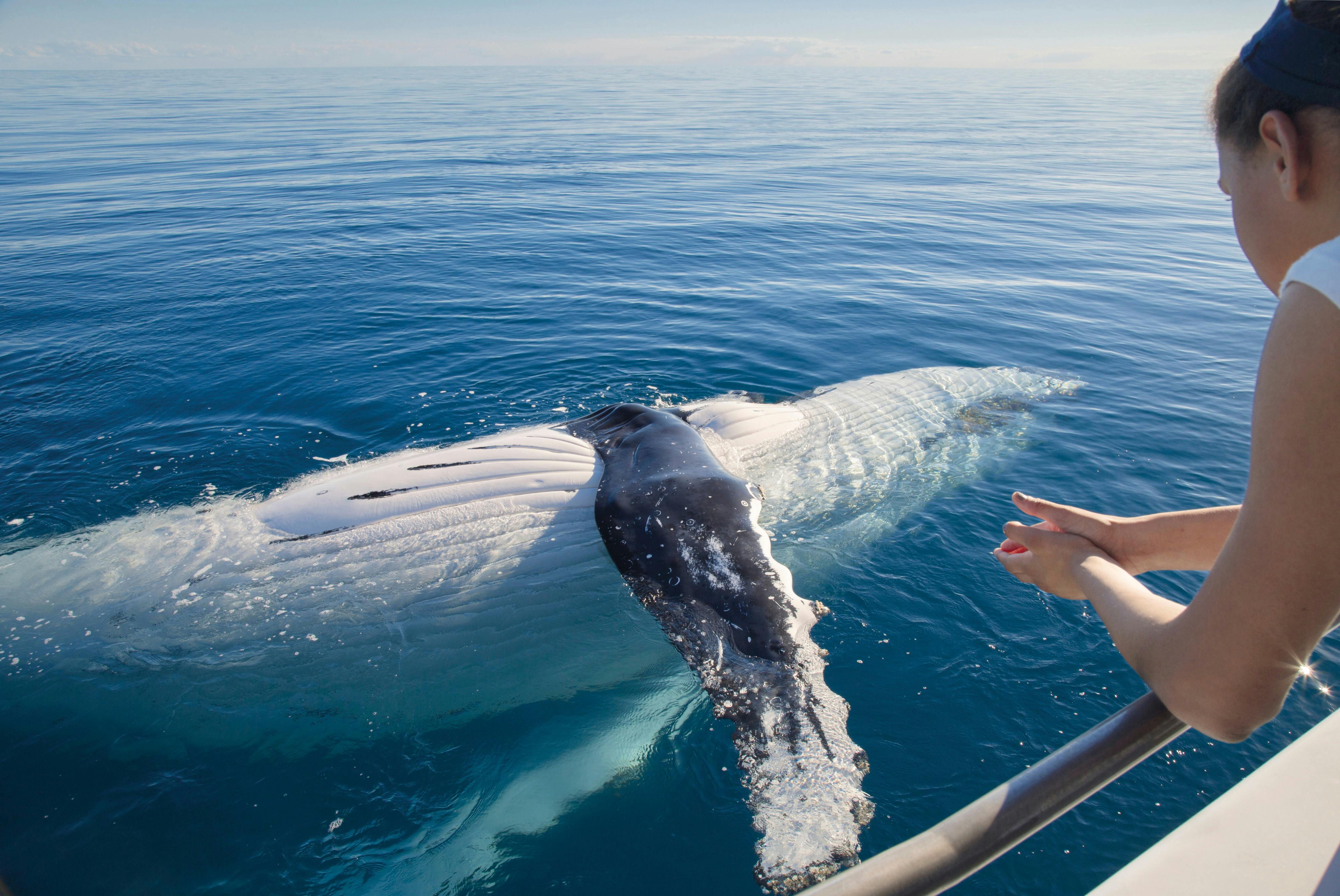 Fraser Island Whale Watch