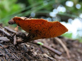 Fungi in forest