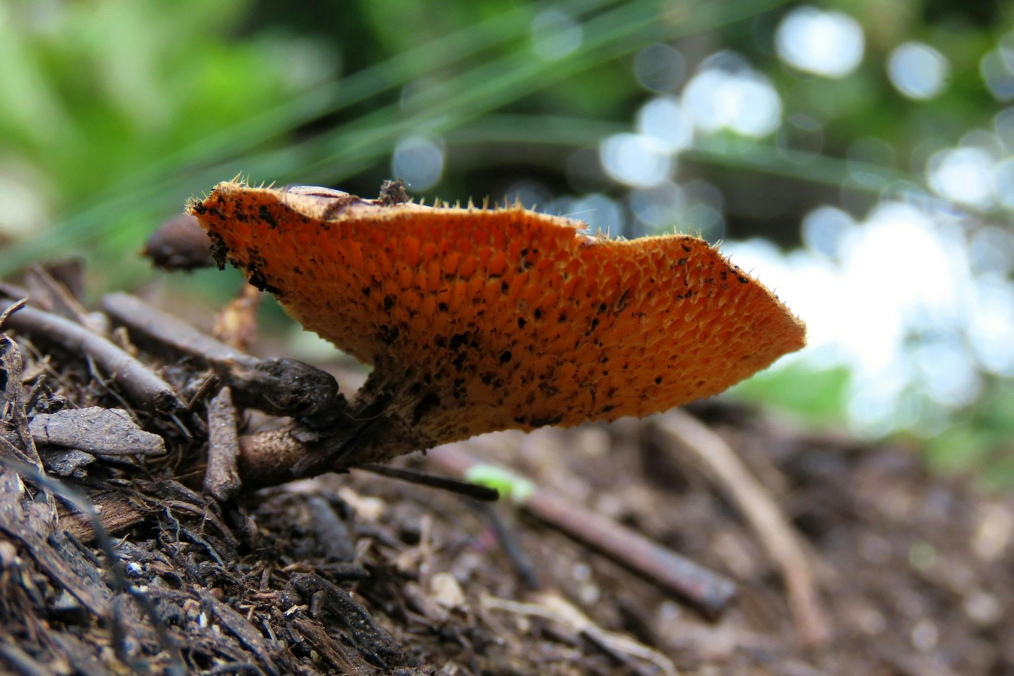 Fungi in forest