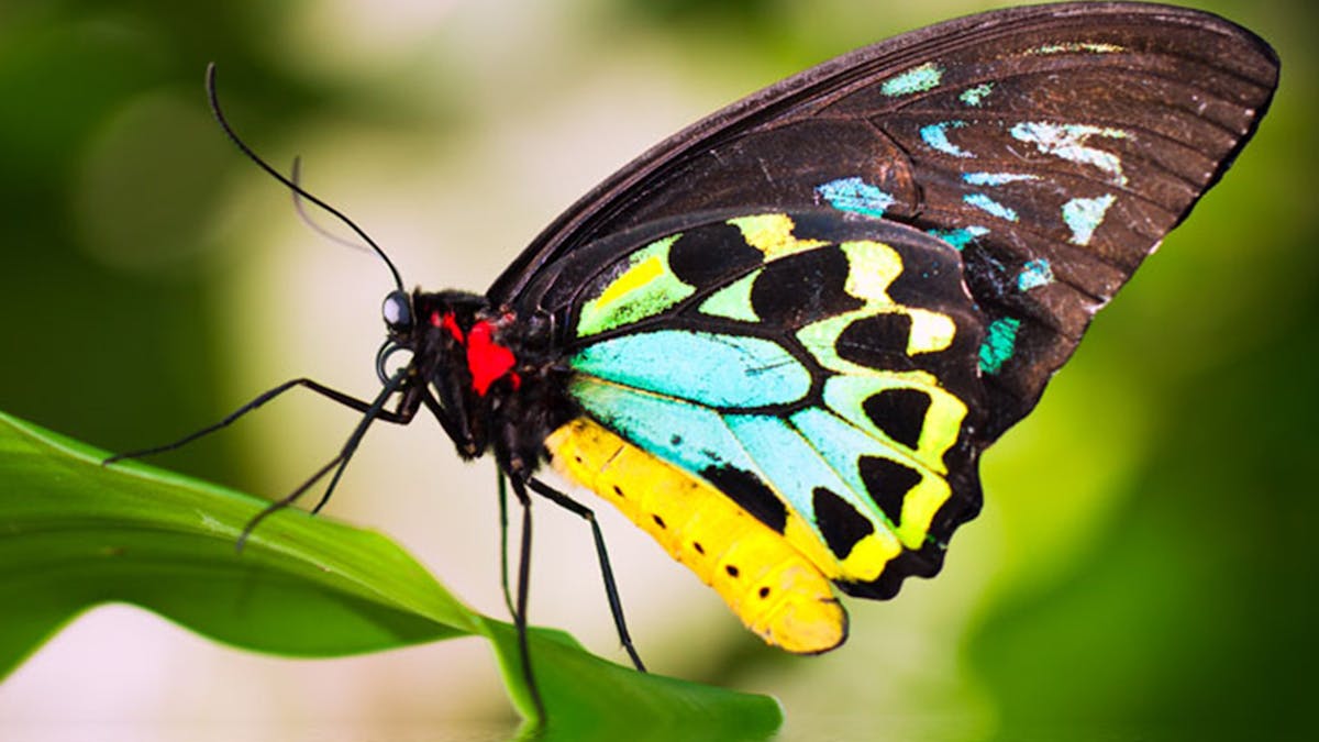 Cairns Birdwing Butterfly at the Australian Butterfly Sanctuary, Kuranda, Tropical North Queensland