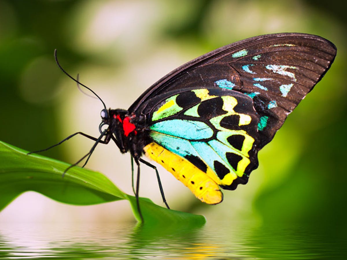 Cairns Birdwing Butterfly at the Australian Butterfly Sanctuary