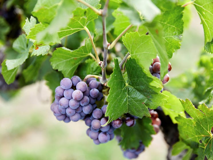 Red Grapes