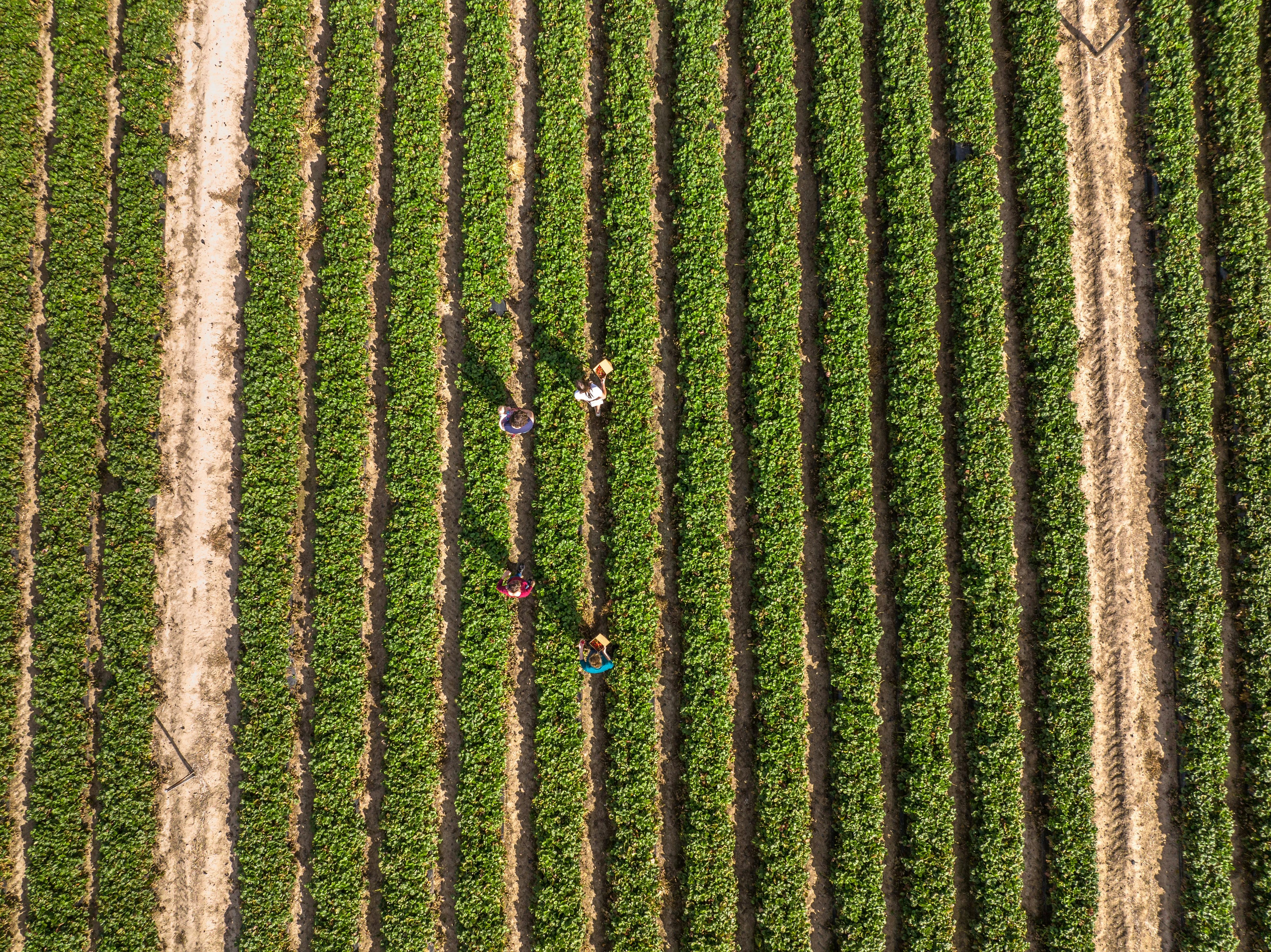 Strawberry Fields at Beerenberg