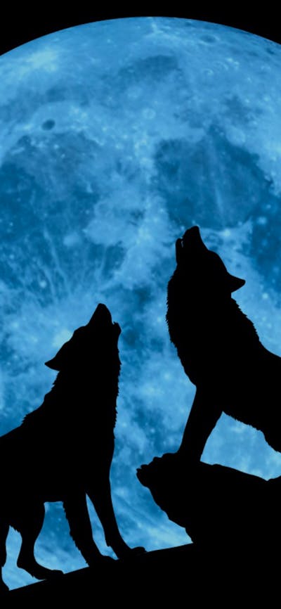 2 wolves howling