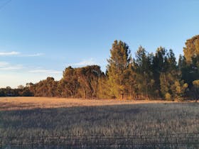 View of pine trees from Gladstone Country Retreat backyard