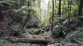 Lush rainforest gully with creek.