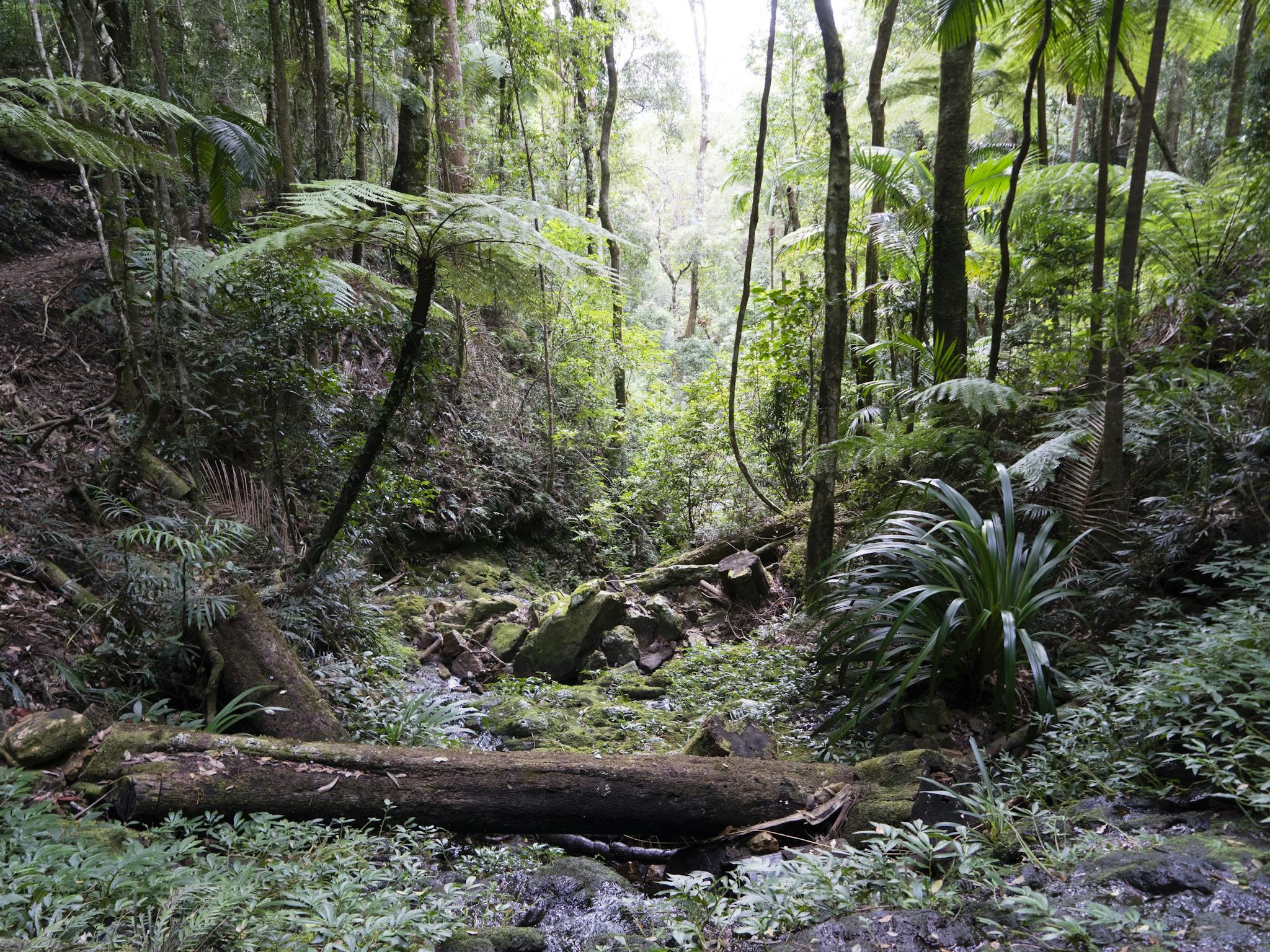 Lush rainforest gully with creek. Lush rainforest gully with creek.