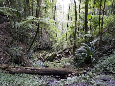 Lush rainforest gully with creek.