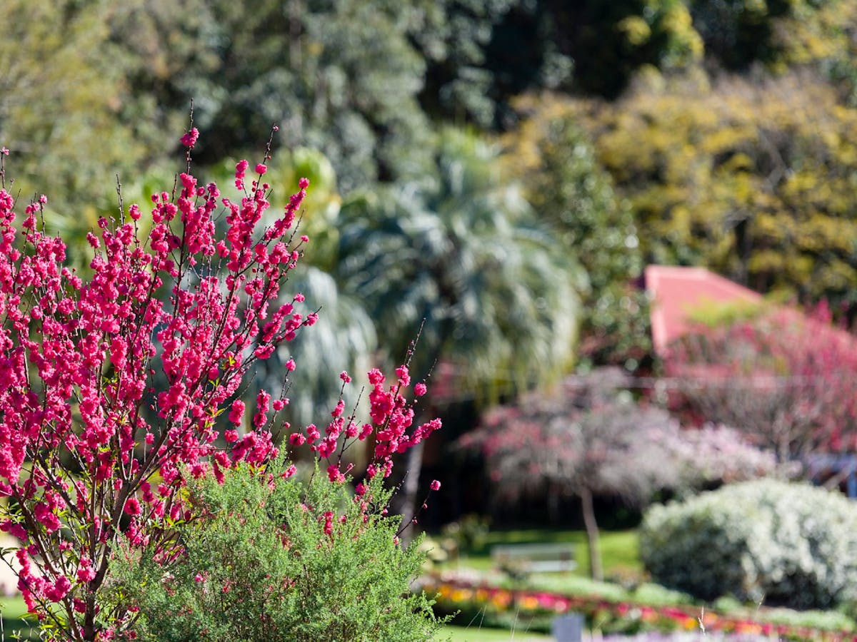 Gardens, Spring Bluff